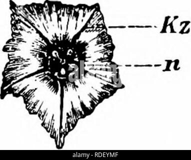 . La pollinisation des fleurs de manuel : d'après Hermann Mu ?ller 'le travail de la fécondation des fleurs par les insectes" . La fertilisation des plantes. 56 angiospermes-DICOTYLEDONES recherche de poussière de pollen nectar avec eux-mêmes. Mais comme dans le même temps qu'ils touchent les stigmates, l'autopollinisation automatique a lieu nécessairement. Selon Mac Leod-, cependant, les anthères ont perdu beaucoup de leur pollen comme pour rendre la chose difficile. Jusqu'à ce moment l'apparente styles tordues alternent avec les étamines, de sorte que les visites sont toujours en mesure d'effectuer la traversée. MacLeod indique que les étamines et les styles ultim Banque D'Images