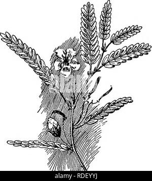 . L'apiculture ; une analyse de la vie de l'abeille et de la production de miel. Les abeilles ; le miel. Les sources de nectar et pollen 387 Oleacese ; voir la famille d'olive. Europma, Olea Olive. Avril-mai, en Californie, de valeur douteuse. La famille d'olive, OleaceiB ; voir le frêne, troène et Olive. Onagraceae Onagre ; voir la famille. Oignon, Allium cepa. Neotar. Si précieux abondants. Voir ; Orange Agrumes. Famille des orchidées, Orchidaceffl. Plus généralement adaptées à des insectes. Un peu de pollen. Orchidacese ; voir la famille des orchidées. Famille des palmiers, Palmacese ; voir le chou Palmier Nain, palmier nain, palmier dattier, Royal Palm et Cocoan Banque D'Images