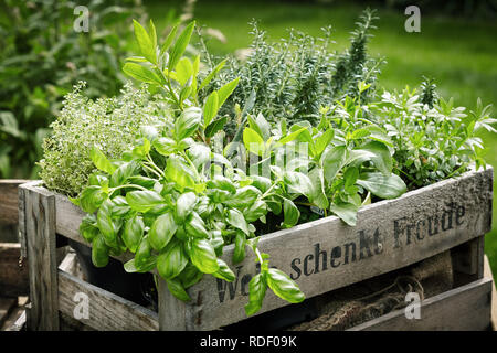 Des pots d'herbes culinaires aromatiques frais dans une caisse en bois dans un jardin pour une utilisation en cuisine et les remèdes Banque D'Images
