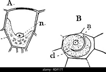 . La structure et le développement de mousses et de fougères (Archegoniatae). La morphologie des plantes, mousses, fougères. XIII LA LYCOPODINE^ 529 chyma de la tige les chloroplastes sont apparemment d'ordi- nary formulaire, mais un examen attentif des shovvfs qu'ils sont tous connectés, et sont directement rattachables aux divisions du plaste primaire dans la cellule jeune. Dans tous les cas, le noyau est en contact avec le chloroplaste ou groupe de chloroplastes (Fig. 306). Le caractère des chloroplastes ici a son analogie dans la plus proche, où il arrive qu'un Anthoceros division du chloroplaste est rencontré, en particulier dans les e Banque D'Images