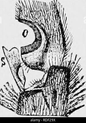 . Le guide de l'apiculteur : ou manuel du rucher . La culture de l'abeille ; les abeilles. 148 thb bke-kbkpbr guidb's ; pour les suivre de près. Ici le taux dépend sans doute la reine. Les jambes de travailleur-abeilles sont très étrangement modifié. Comme ils sont extrêmement utiles pour l'économie de l'abeille, c'est pas étrange. Nous trouvons dans le développement progressif de l'ensemble des ani- mals, que ces organes que sont les plus utilisés sont les plus modifiés, et ainsi, nous voyons pourquoi les jambes et les organes de la bouche du travailleur-abeilles sont si merveilleusement développé. L'abondance de poils composés sur la première de toutes les articulations des jambes sont très marqués dans le travailleur-bee Banque D'Images