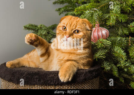 Belle Scottish Fold chat rouge soulevé sa patte jusqu' Banque D'Images