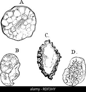 . La structure et le développement de mousses et de fougères (Archegoniatae). La morphologie des plantes, mousses, fougères. MUSCINEM^-MARCHANTIALES-hépatique 35 Fig. 7, une montre le noyau de la cellule-mère sous- passe la première division. La petite taille des noyaux, et la petite quantité de chromation en eux, faire l'étude des détails de la division nucléaire ici difificult, et comme il n'y avait rien pour indiquer toutes ces particularités n'ont pas été suivies. Après la première division nucléaire les noyaux diviser encore une fois, après quoi le quatre noyaux disposez-les-. FlG. y,^Riccia trichocarpa. Une section, Banque D'Images