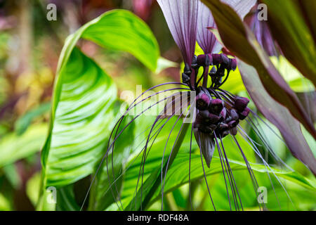 Black Bat plante au Jardin Botanique Tropical Hawaii, États-Unis Banque D'Images