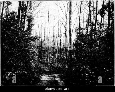 . La brûlure du châtaignier. La brûlure du châtaignier châtaignier ;. 218 W. C. AGR. EXPERIMENT STATION [Bulletin 137 vania, Deleware, Maryland, Virginie, Virginie occidentale, et le District de Columbia. Un coup d'œil à la carte, figure lo, montrera comment l'a été la propagation de la ville de New York comme centre. En ré- ering cette carte il ne faut pas oublier qu'un arbre malade est pratiquement condamné à mourir. Il y a de nombreuses zones malades, surtout en Pennsylvanie, qui ont été trouvés depuis cette carte a été tracée.. Fig. 9.-Une vue présentant une destruction complète sur les jeunes en châtaignier superficie forestière. E. R. Hodson, de l'U. Banque D'Images