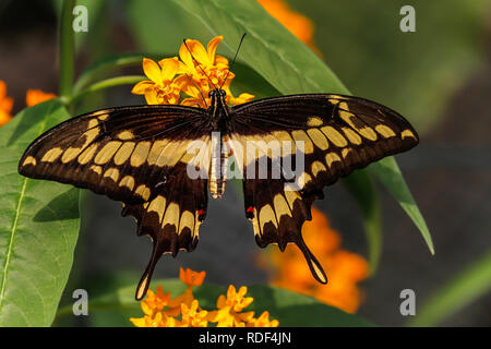 Grand porte-queue d'hirondelle, King le repos d'étendre les ailes sur une fleur avec des fleurs jaune Banque D'Images