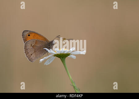 Butterfly ox-eye sur blanc marguerite isolés dans l'avant de la masse homogène de couleur pâle Banque D'Images