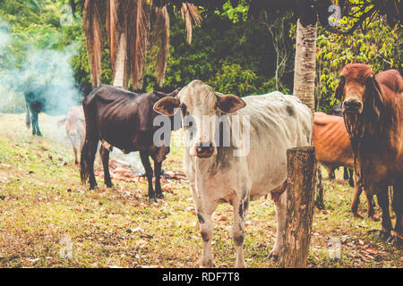 Troupeau de bovins sous l'arbre de gros fruits. Vache sur le pré marchant ensemble à travers la ferme agricole. Banque D'Images