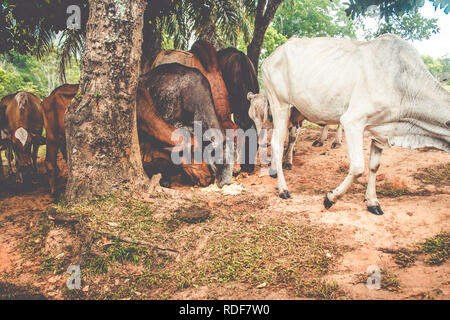 Troupeau de bovins sous l'arbre de gros fruits. Vache sur le pré marchant ensemble à travers la ferme agricole. Banque D'Images