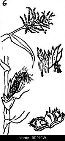 . Grandes cultures pour la ceinture en coton. L'agriculture. Fig. 29. - Illustrant la relation entre gama-herbe, le téosinte et maïs : 1, gama-herbe ; 2, le téosinte ; 3, 4 ; maïs, parties florales de gama-grass : a, tassel ; 6, spike de tassel', portant sur la partie supérieure des fleurs staminées, c, fleur staminée ; d, pis- tillate fleur ; 5, parties florales du téosinte ; 6, parties florales de maïs. production d'un épi de maïs, à partir de la téosinte par un développement de l'épi central de la panicule latérale dans une oreille." Gama-herbe à une distance porter^ proche du maïs. La hauteur moyenne est de 5 à 10 pieds, le l Banque D'Images