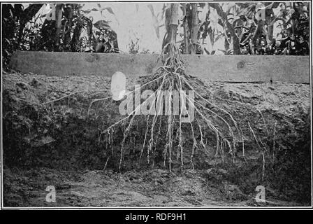 . Grandes cultures pour la ceinture en coton. L'agriculture. 152 GRANDES CULTURES POUR LA CEINTURE EN COTON à une distance de 16 to 18 pouces et qu'au moment où les plantes sont entrés dans le système-rdot tassel peut couvrir un rayon de 4 pieds. , La profondeur à laquelle la plus grande partie de l'enseignement primaire des racines de maïs développer varie quelque peu dans accordanae avec (1) le contenu en humidité du sol pendant la saison de croissance, (2) la profondeur à laquelle la graine lit a été préparé et (3) la distance des racines de l'usine.. Fig. 20. Racine - la distribution du maïs au moment de l'apparition des soies. En saison humide, la tendance est pour les racines t Banque D'Images