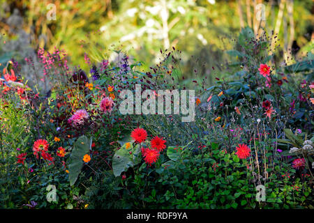 Hillcrest dahlia,royal,rouge,rouge,dahlias,Magenta,cactus dahlia,salvia sauges,sanguisorba,colocasia,geum totalement la mandarine,tropical, frontière exotiques,être Banque D'Images