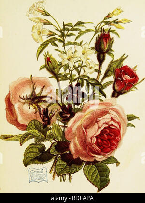 . Le langage des fleurs : ou emblèmes floraux, de pensées, de sentiments, et les sentiments ... Langage des fleurs. Mn.,.s'étain.'.r^.Swerr^. Violrl, louer;l  Jasminf mnU-.. Veuillez noter que ces images sont extraites de la page numérisée des images qui peuvent avoir été retouchées numériquement pour plus de lisibilité - coloration et l'aspect de ces illustrations ne peut pas parfaitement ressembler à l'œuvre originale.. Tyas, Robert, 1811-1879. Londres, New York, G. Routledge et fils Banque D'Images