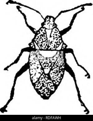 . Le guide de l'apiculteur : ou manuel du rucher . La culture de l'abeille ; les abeilles. 496 Le BBK-KEBPBK S GUIDB ; remarqué à quel point il est bien préparé pour ce travail par ses pattes antérieures comme la mâchoire, et sa forte, forte, à l'épée comme bec. Il est souvent pris sur le golden-rod. Cette plante, à sa couleur, tend à dissimuler le bug, et du caractère de l'usine-être attrayant comme une usine de miel pour les abeilles-la lente bug est activé pour attraper les spry et active le miel-bee. Comme le professeur Uhler dit du "bug de picotement " : " Il est très utile pour détruire les chenilles et autres insectes se nourrissant de légumes, Banque D'Images