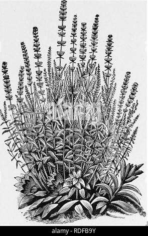 . Le guide de l'apiculteur : ou manuel du rucher . La culture de l'abeille ; les abeilles. Ou, MANUAJL DE THB rucher. 411 Freeborn, du Wisconsin, a souvent garanti une grande récolte de cette source quand tout le reste a échoué. Le buckthorns sont très courants en Californie. Certaines de ces fleurs sont délicates Fig. 212.. Sauge Blanche.-DE, A. I. Boot Co, bleu, et sont connus sous le nom de "lilas de Californie." Ils sont en fleurs-espèces différentes - de mars à juillet. Le Saw palmetto (Serenoa serrulata) forme une croissance dense. Veuillez noter que ces images sont extraites de la page numérisée des images qui peuvent avoir été améliorer numériquement Banque D'Images