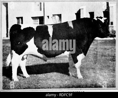 . Alimentation des bovins. Rss ; l'industrie laitière. &Amp;IK PIETERTJE ORMSBY MERCEDES L'un des plus grands taureaux de race transmission.. Chêne DE KOL OLLIE HOMESTEAD Grand champion, National Dairy Show 1916 et 1917.. Veuillez noter que ces images sont extraites de la page numérisée des images qui peuvent avoir été retouchées numériquement pour plus de lisibilité - coloration et l'aspect de ces illustrations ne peut pas parfaitement ressembler à l'œuvre originale.. Savage, E. S. (Elmer Seth), 1884-1943. Syracuse, N. Y. Banque D'Images