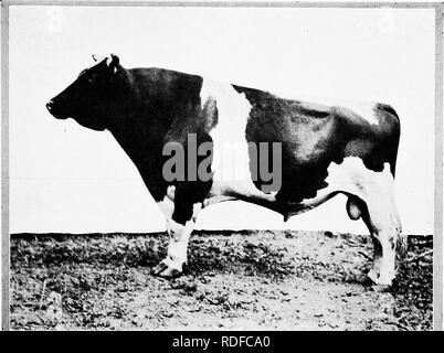 . Alimentation des bovins. Rss ; l'industrie laitière. &Amp;IK PIETERTJE ORMSBY MERCEDES L'un des plus grands taureaux de race transmission.. Veuillez noter que ces images sont extraites de la page numérisée des images qui peuvent avoir été retouchées numériquement pour plus de lisibilité - coloration et l'aspect de ces illustrations ne peut pas parfaitement ressembler à l'œuvre originale.. Savage, E. S. (Elmer Seth), 1884-1943. Syracuse, N. Y. Banque D'Images