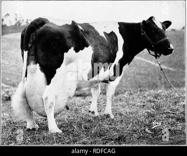 . Alimentation des bovins. Rss ; l'industrie laitière. HET LOO PIETERTJE à 2 ans-''0,22 livres de beurre dans 7 rlays. Champion du monde de sa classe.. ERNESTINE GLISTA La seule vache pour faire au-dessus de 30 livres de beurre dans 7 jours, sept années différentes. Elle nrnrliippd nounds dans plus de 800 lait 7 davs deux venr.^ nnnrlitfAnoil ?." o/i  +^^ +aA. Veuillez noter que ces images sont extraites de la page numérisée des images qui peuvent avoir été retouchées numériquement pour plus de lisibilité - coloration et l'aspect de ces illustrations ne peut pas parfaitement ressembler à l'œuvre originale.. Savage, E. S. (Elmer Seth), 1884-1943. Syracuse, N. Y. Banque D'Images