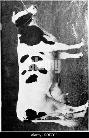 . Alimentation des bovins. Rss ; l'industrie laitière. . Veuillez noter que ces images sont extraites de la page numérisée des images qui peuvent avoir été retouchées numériquement pour plus de lisibilité - coloration et l'aspect de ces illustrations ne peut pas parfaitement ressembler à l'œuvre originale.. Savage, E. S. (Elmer Seth), 1884-1943. Syracuse, N. Y. Banque D'Images