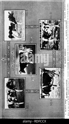 . Alimentation des bovins. Rss ; l'industrie laitière. . Veuillez noter que ces images sont extraites de la page numérisée des images qui peuvent avoir été retouchées numériquement pour plus de lisibilité - coloration et l'aspect de ces illustrations ne peut pas parfaitement ressembler à l'œuvre originale.. Savage, E. S. (Elmer Seth), 1884-1943. Syracuse, N. Y. Banque D'Images
