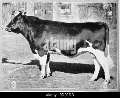 . Alimentation des bovins. Rss ; l'industrie laitière. -^1^1^ ^ ^ ' **" TRITOMIA PIETERTJE ORMSBY Premier prix 3 ans, Oia, premier et grand cliampion Dairj- bull, National Show, 1921.. PONTIAC ROI PARTHENEA Premier prix Champion de l'année senior et championne junior homme, National Dairy Show 1921. Veuillez noter que ces images sont extraites de la page numérisée des images qui peuvent avoir été retouchées numériquement pour plus de lisibilité - coloration et l'aspect de ces illustrations ne peut pas parfaitement ressembler à l'œuvre originale.. Savage, E. S. (Elmer Seth), 1884-1943. Syracuse, N. Y. Banque D'Images