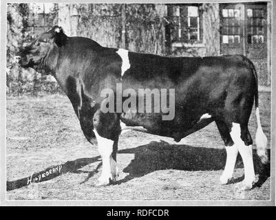 . Alimentation des bovins. Rss ; l'industrie laitière. -^1^1^ ^ ^ ' **" TRITOMIA PIETERTJE ORMSBY Premier prix 3 ans, Oia, premier et grand cliampion Dairj- bull, National Show, 1921.. Veuillez noter que ces images sont extraites de la page numérisée des images qui peuvent avoir été retouchées numériquement pour plus de lisibilité - coloration et l'aspect de ces illustrations ne peut pas parfaitement ressembler à l'œuvre originale.. Savage, E. S. (Elmer Seth), 1884-1943. Syracuse, N. Y. Banque D'Images