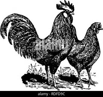 . Conkey's poultry livre : un livre de référence sur l'aviculture. La volaille, volaille, volaille. Classe LA TURQUIE-Bronze, Narragansett, chamois, ardoise, Blanc, Noir, rouge et Bourbon. Rss et d'alimentation Si vous utilisez une machine, la qualité et la quantité de votre sortie doit dépendent beaucoup sur trois points : le type de machine que vous utilisez, la qualité et la quantité de matière première qui entre dans la machine, et le genre d'homme que vous avez à l'exécuter. À cet égard, la volaille domestique peut être comparé à la machine. L'alimentation est la matière première qui entre dans la machine et elle doit être équilibrée co Banque D'Images