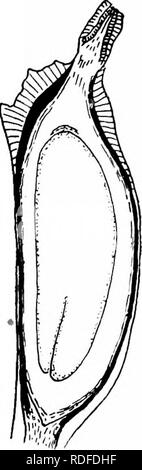 . Plantes fossiles : pour les étudiants de la botanique et de la géologie . La paléobotanique. BENIirETTITALBS 384 [CH. une plus grande partie de la graine-cavité : le tube du micropyle est formé de trois couches, une force intérieure de la couche palissadique, une fine couche intermédiaire, et d'une palissade-tissu, l'intérieur du tube d'être rempli de ; parenchyme à l'épaule de la semence au-dessus de la racine de la fin de l'embryon la surface de la testa se caractérise par 5â6 ailes formées par l'extension radiale de paUsade-cellules. Après l'effusion de l'abscission des spores et la l'microsporo- phylls les pousses florifères probablement augmenté sUghtly Banque D'Images