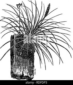 . Benson's guide to fig la culture en pleine terre au Nord : avec des instructions pour la culture de masse ouvert au nord de Japonais kakis et les grenades et catalogue des fruits tropicaux et de plantes rares : bananes, nénuphars, etc., et aussi des gaz et les plantes à massifs, rosiers, arbres fruitiers, etc. Martin Benson (Cabinet) ; Figure ; plantes tropicales ; pépinières (horticulture). i6 MARTIN BENSON, SWANWICK, Illinois. Mnw W^^épique ii Pii^p ? Je Bii0NOUS^g. De l'aloès. Deux sortes ; vulgaris et Spicata. 75 cts. et jjSi chacun. AUamanda Cathartioa. Un grimpeur magnifique ; peut être cultivé en forme de bush si désiré. Covere Banque D'Images