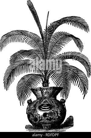 . Benson's guide to fig la culture en pleine terre au Nord : avec des instructions pour la culture de masse ouvert au nord de Japonais kakis et les grenades et catalogue des fruits tropicaux et de plantes rares : bananes, nénuphars, etc., et aussi des gaz et les plantes à massifs, rosiers, arbres fruitiers, etc. Martin Benson (Cabinet) ; Figure ; plantes tropicales ; pépinières (horticulture). MARTIN BENSON, SWANWICK, Illinois. Hart's Choice. De plus en plus moyenne trier ; fruits jaune doré, très fin ; début et Hardy. 2 $ chacun. L'Orénoque. Taller de plus en plus ci-dessus ; feuilles de grand effet ornemental ; fruits. mûrit tôt ; Banque D'Images