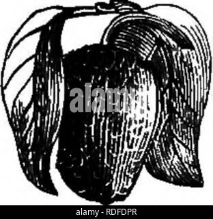 . Benson's guide to fig la culture en pleine terre au Nord : avec des instructions pour la culture de masse ouvert au nord de Japonais kakis et les grenades et catalogue des fruits tropicaux et de plantes rares : bananes, nénuphars, etc., et aussi des gaz et les plantes à massifs, rosiers, arbres fruitiers, etc. Martin Benson (Cabinet) ; Figure ; plantes tropicales ; pépinières (horticulture). MARTIN BENSON, SWANWICK, Illinois. Mnw Wwic BmiW^ii' Ce sont les plus intéressantes de toutes les plantes en pot ou en serre pour la culture. La plupart d'entre eux sont des plus facile à la culture, n'exigeant pas plus de soins que les plantes de serre ordinaire Banque D'Images