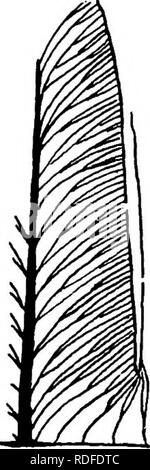 . Plantes fossiles : pour les étudiants de la botanique et de la géologie . La paléobotanique. . Veuillez noter que ces images sont extraites de la page numérisée des images qui peuvent avoir été retouchées numériquement pour plus de lisibilité - coloration et l'aspect de ces illustrations ne peut pas parfaitement ressembler à l'œuvre originale.. Seward, A. C. (Charles Albert), 1863-1941. Cambridge University Press : Banque D'Images
