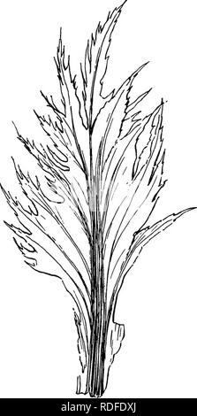 . Plantes fossiles : pour les étudiants de la botanique et de la géologie . La paléobotanique. XXVll] APHLEBIA 527 ou les structures qui ne peuvent pas "stipulaires être connectés avec des espèces de frondes. Il est clair que certains dépliants Aphlebiod, tels que ceux de Dactylotheca, a servi comme organes de protection pour le. Fig. 351. Feuille d'échelle de Gunnera manicata. (Légèrement réduit. M.S.) réduit des pinnules', et, selon toute probabilité, le grand Aphebiae servi le même objectif que le charnu de stipules et Angiopteris Marattia qui couvrent le déroulée de frondes. L'pinnatifid 1 Voir p. 406, fig. 293 ; Potonie (03) Chiffres également un jeune fron Banque D'Images