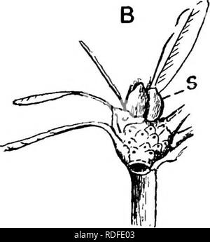 . Plantes fossiles : pour les étudiants de la botanique et de la géologie . La paléobotanique. . Veuillez noter que ces images sont extraites de la page numérisée des images qui peuvent avoir été retouchées numériquement pour plus de lisibilité - coloration et l'aspect de ces illustrations ne peut pas parfaitement ressembler à l'œuvre originale.. Seward, A. C. (Charles Albert), 1863-1941. Cambridge University Press : Banque D'Images