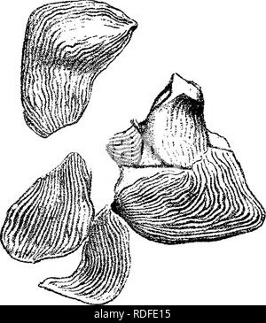 . Plantes fossiles : pour les étudiants de la botanique et de la géologie . La paléobotanique. XXVIl] GLOSSOPTERIS 501 sporanges, s'ils contenaient les microspores ou s'ils sont la spore-capsules d'une usine homosporées. Le rhizome de Glossopteris Browniana a été décrite en détail par Zeiller, qui d'abord démontré que les fossiles initialement attribué par Royle^ au genre Vertebraria représentent la tige de cette et, comme nous le savons maintenant, de certaines autres espèces de Glossopteris. Vertebraria se produit en abondance dans Permo-Car boniferous- strata en association avec Glossopteris ; les différences entre l'Australie, de l'INDI Banque D'Images