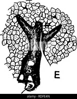 . Plantes fossiles : pour les étudiants de la botanique et de la géologie . La paléobotanique. a. Veuillez noter que ces images sont extraites de la page numérisée des images qui peuvent avoir été retouchées numériquement pour plus de lisibilité - coloration et l'aspect de ces illustrations ne peut pas parfaitement ressembler à l'œuvre originale.. Seward, A. C. (Charles Albert), 1863-1941. Cambridge University Press : Banque D'Images