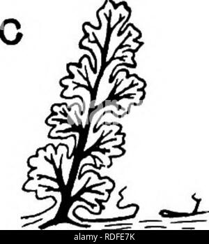 . Plantes fossiles : pour les étudiants de la botanique et de la géologie . La paléobotanique. . Veuillez noter que ces images sont extraites de la page numérisée des images qui peuvent avoir été retouchées numériquement pour plus de lisibilité - coloration et l'aspect de ces illustrations ne peut pas parfaitement ressembler à l'œuvre originale.. Seward, A. C. (Charles Albert), 1863-1941. Cambridge University Press : Banque D'Images