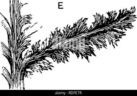 . Plantes fossiles : pour les étudiants de la botanique et de la géologie . La paléobotanique. . Veuillez noter que ces images sont extraites de la page numérisée des images qui peuvent avoir été retouchées numériquement pour plus de lisibilité - coloration et l'aspect de ces illustrations ne peut pas parfaitement ressembler à l'œuvre originale.. Seward, A. C. (Charles Albert), 1863-1941. Cambridge University Press : Banque D'Images