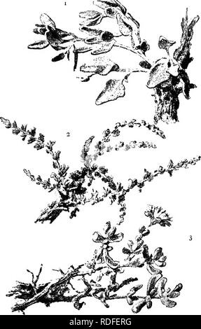 . Accueil La vie sur une ferme d'autruches. Les élevages d'autruches ; élevage d'autruche. A. Martin, Z ?e/. Certains des meilleurs types d'Ostrich-Bush. I. Brack-Bosch, 2. Ghanna. 3. Fei-eosch.. Veuillez noter que ces images sont extraites de la page numérisée des images qui peuvent avoir été retouchées numériquement pour plus de lisibilité - coloration et l'aspect de ces illustrations ne peut pas parfaitement ressembler à l'œuvre originale.. Martin, Annie. New York, D. Appleton and Company Banque D'Images