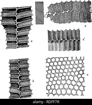 . De l'apiculture dans le Maryland. Les abeilles. La GESTION DES ABEILLES. 239 les rayons à miel (fig. 2.) dans lequel tous les miel et pollen est stocké, et les jeunes, élevés de la couvée est construit par l'ouvrière de cire qui est sécrétée par le dessous du o^ son abdomen, sous la forme de très petits éclats fins. Ces flocons sont manipulés par les mandibules, de l'abeille et moulé dans les différents formulaires nécessaires à la création, à l'. comb. Le sabot est constitué de cellules hexagonales disposées sur les deux côtés d'une cloison verticale, ou à mi-côte.. Fig. 2.-Comb l'architecture. Deux tailles de cellules sont facilement reconnaissables, à savoir celui dans lequel e Banque D'Images