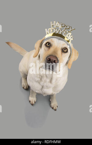 Chien NOUVELLE ANNÉE. LABRADOR RETRIEVER CHIOT CÉLÉBRER UNE PARTIE DES VACANCES AVEC DIADEM OR TEXTE. HIGH ANGLE VIEW. STUDIO SHOT CONTRE FOND GRIS. Banque D'Images