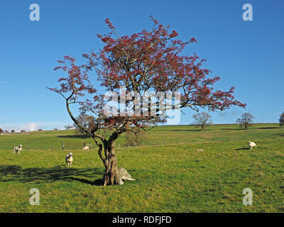 Arbre noueux ancienne aubépine (Crataegus monogyna) dans les champs en Cumbria, Angleterre, RU couvert de baies rouge vif, de l'alimentation pour les oiseaux d'hiver Banque D'Images