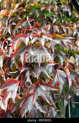 Close up of Virginia creeper Banque D'Images