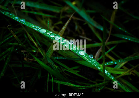 Droit de l'herbe sur une prairie avec des gouttes de rosée. De l'herbe après la pluie. Banque D'Images