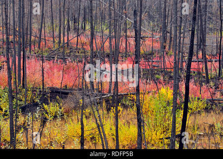 L'épilobe en automne dans une zone d'incendie de forêt, la route 3 près du Grand lac des Esclaves, Territoires du Nord-Ouest, Canada Banque D'Images