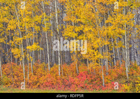 Bois d'Aspen avec wild rose d'automne dans le sous-bois, Fort Providence, Territoires du Nord-Ouest, Canada Banque D'Images