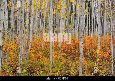 Bois d'Aspen avec wild rose d'automne dans le sous-bois, Fort Providence, Territoires du Nord-Ouest, Canada Banque D'Images