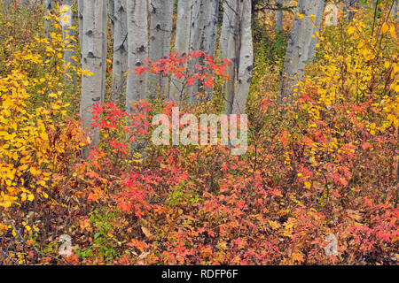 Bois d'Aspen avec wild rose d'automne dans le sous-bois, Fort Providence, Territoires du Nord-Ouest, Canada Banque D'Images