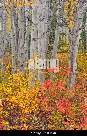 Bois d'Aspen avec wild rose d'automne dans le sous-bois, Fort Providence, Territoires du Nord-Ouest, Canada Banque D'Images