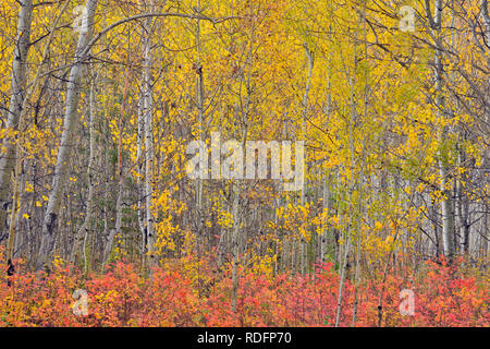 Bois d'Aspen avec wild rose d'automne dans le sous-bois, Fort Providence, Territoires du Nord-Ouest, Canada Banque D'Images